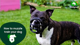 How to muzzle train your dog  Pet advice for dogs  Woodgreen Pets Charity [upl. by Ginny]