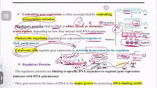 Molecular Biology  Gene Expression Regulation  Mutah [upl. by Hakkeber]