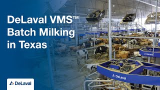 DeLaval VMS™ Batch Milking in Texas [upl. by Donoghue183]