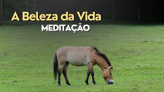 Meditação A Beleza da Vida [upl. by Allesor]