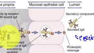 FORMATION OF SECRETORY IgA RECEPTOR MEDIATED TRANSCYTOSIS [upl. by Retnyw]