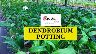 Orchid Dendrobium potting  How to pot Dendrobium Orchids   Orchid Potting Mix [upl. by Boynton985]