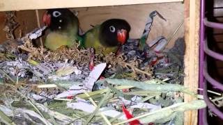 Inside A Lovebird Nest Box [upl. by Giulietta198]