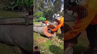 stihl chainsaw husqvarna construction tree shortsvideo wahkyascenehaimeme animatedcomedy [upl. by Marcela]