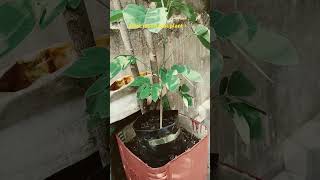 Best medicinal plant in India terracegarderning rooftopgarden ytshorts viralshort [upl. by Idisahc]