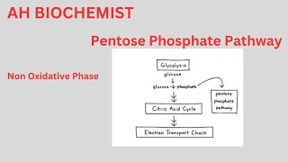 Pentose Phosphate PathwayHexose Monophosphate ShuntClass 11biology HMP ShuntOxidative Phase [upl. by Hadihsar508]