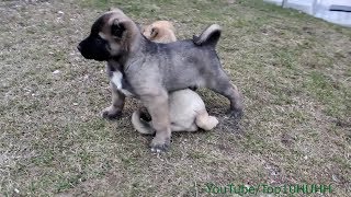 Kangal Turkish Kangal Puppies [upl. by Iruam]