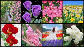 Dp Pictures For Whatsapp  Flower Wallpaper Photo  Lovely Dp Pics [upl. by Mackler]