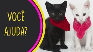 GATOS PARA ADOÇÃO 08  TOCA DOS GATINHOS [upl. by Aurelio325]