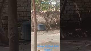 Crow ka football match aap sb jarur dekho🤣hahatrending shortsfeed viral😎👍 [upl. by Airamat]