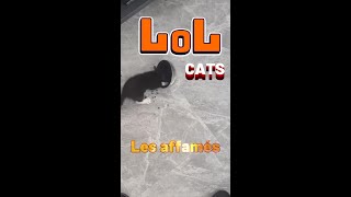 LOL cats the hungry funny funyvideo funnyshorts funnycats funnyanimal [upl. by Sibylle]