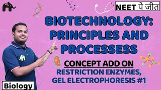 BiotechnologyPrinciples amp processes Class 12 Biology NEET  NCERT Chapter 9 Restriction Enzymes 1 [upl. by Taam623]