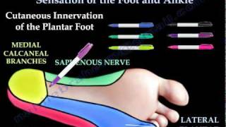 Sensory examination of the Foot And Ankle  Everything You Need To Know  Dr Nabil Ebraheim [upl. by Cerys]