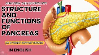 Structure and functions of pancreas  endocrine pancreas  exocrine pancreas [upl. by Ytissac]