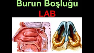 LAB Burun Boşluğu [upl. by Eeb103]