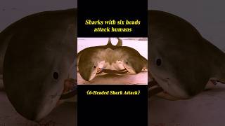 23 Sharks with Six Heads Attack Humansshorts [upl. by Ace316]