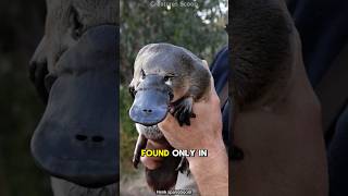 Meet the Platypus The Venomous EggLaying Mammal of Australia [upl. by Aicnom]