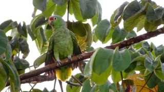 Redlored Parrot Amazona autumnalis [upl. by Maryanna]