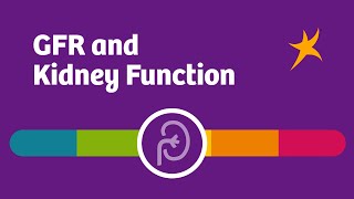 GFR and Kidney Function [upl. by Brechtel917]