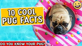 Pug Facts  Pugs 101  Facts About Pugs [upl. by Bradeord]