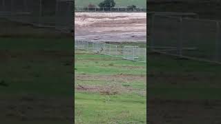 Fallow Buck in Thanet video by Liz Miller [upl. by Ewald]