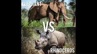 Elephant VS Rhino showdown in numbers [upl. by Nyliret]