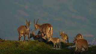 Capra Ibex  Niederhorn  Switzerland  July 2024 [upl. by Marilin]