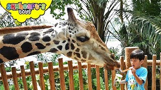 Toddlers back in Singapore Zoo Part 2  Skyhearts safari adventure with animals jungle kids [upl. by Ainigriv]