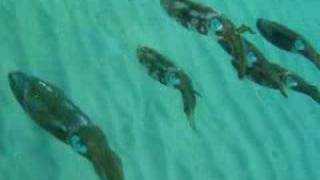 Caribbean Reef Squid in Dominica [upl. by Nesahc]