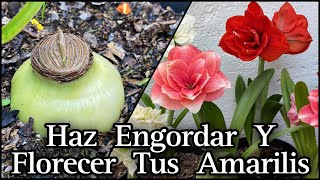 HAZ ENGORDAR y FLORECER TU AMARILIS LIRIO o AZUCENA hippeastrum amaryllis [upl. by Aronoel]