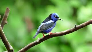 RedLegged Honeycreeper Cyanerpes cyaneus M [upl. by Harbison]