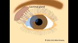 Eye Anatomy Eyes and Vision Part 1 V2 Newest Version [upl. by Thorpe]