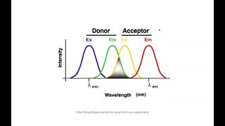 FRET fluorophores amp fluorescence  concepts amp examples [upl. by Ativak]