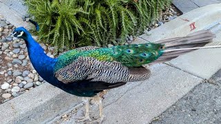 Peacocks shedding feathers without long tails 🦚 Peacocks Walking Around 🍀 [upl. by Notfilc]