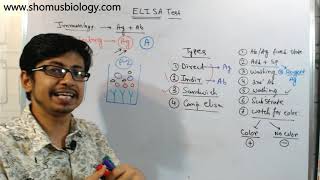 Competitive elisa procedure explained [upl. by Keane]