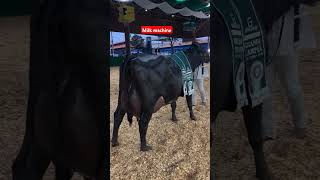 Milk machine girlando super cow cow farmanimals farming animals dairyfarm Brazil🇧🇷 [upl. by Gorman]