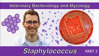 Staphylococcus Part 2  Veterinary Bacteriology and Mycology [upl. by Bartram]