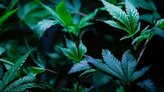 Bill to legalize recreational marijuana proposed in Pennsylvania House [upl. by Kandy]