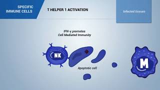 T helper 1 lymphocytes [upl. by Anoet]