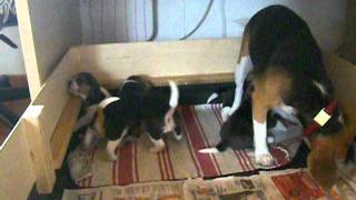 beagle valpar 4 veckor gamla [upl. by Ronalda]