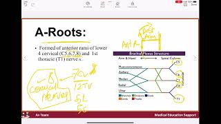 Brachial plexus [upl. by Orihakat388]