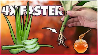 How to make Plant Rooting Hormone at Home  Natural plant root Growth Hormone [upl. by Aicarg]