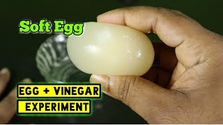 How to make soft Egg Experiment with Vinegar amp Egg Easy Science Experiment at home [upl. by Nysila337]