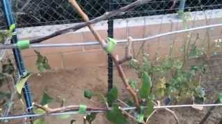 High Density Espalier Gardener  Apples amp Jujubes 031315 Update [upl. by Obellia617]