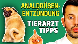 Analdrüsen beim Hund entzündet  WAS TUN Tierarzt hilft [upl. by Hollinger]