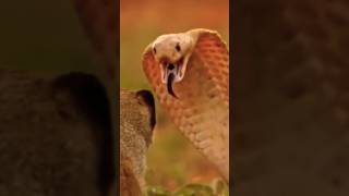 snake vs mongoosefightanimalshorts [upl. by Anoved]