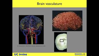 A Perfused Blood Brain Barrier on a Chip  Lecture by Dr Christopher Hughes [upl. by Sumetra218]