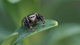 The Jumping Spider  Salticidae [upl. by Wexler287]