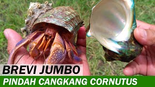 Kelomang Coenobita Brevimanus Pindah Cangkang Turbo cornutus  Aktifitas Kelomang  Crabpedia [upl. by Harwin421]