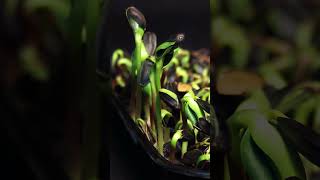 Sunflower Seeds Growing Time Lapse [upl. by Ranit405]